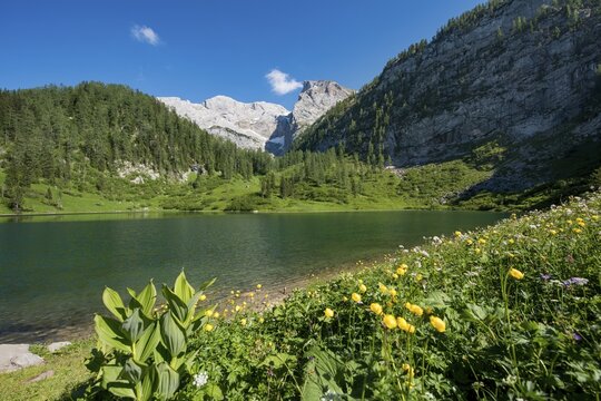 Flower meadow at Lake Gr&uuml;nsee, hiking trail to the K&auml;rlinger Haus, Berchtesgaden National Park, Berchtesgaden area, Upper Bavaria, Bavaria, Germany