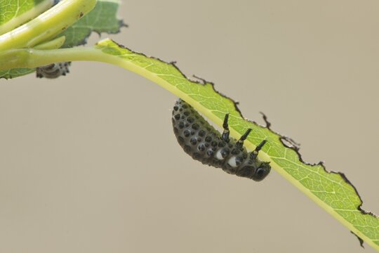 Larva, Poplar Leaf Beetle (Melasoma populi), Emsland, Lower Saxony, Germany