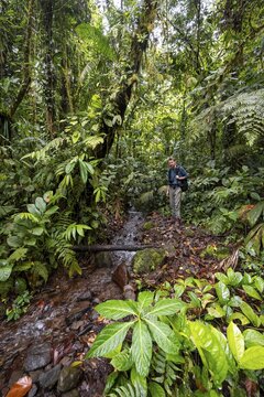 Young man by a small stream, tourist on a narrow hiking trail in the tropical rainforest, Laguna de Hule, Refugio Nacional de Vida Silvestre Mixto Bosque Alegre, Alajuela province, Costa Rica