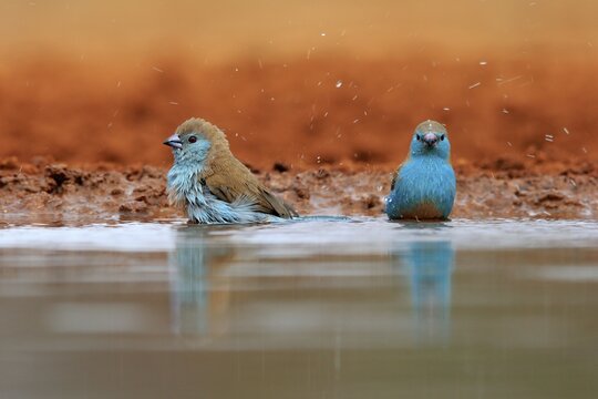 Angolan butterfly finch (Uraeginthus angolensis), blue-eared butterfly finch, adult, two birds, at the water, bathing, Kruger National Park, Kruger National Park, Krugerpark, South Africa
