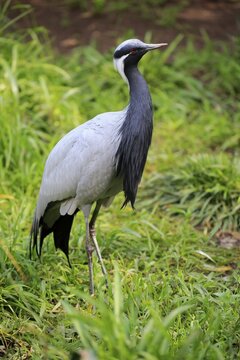 Demoiselle crane (Anthropoides virgo), adult, alert, captive, South Africa