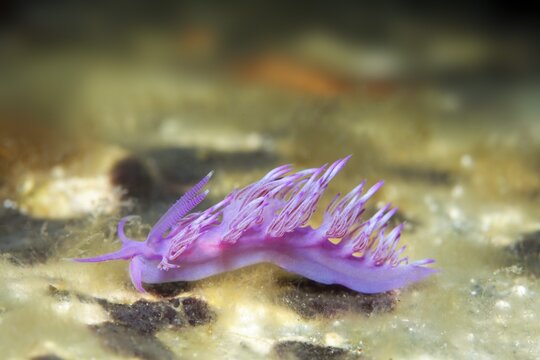 Violet Sea slug (Flabellina affinis) Sithonia, Chalkidiki, also Halkidiki, Aegean, Mediterranean, Greece
