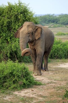 Sri Lankan elephant (Elephas maximus maximus), male, foraging, Bundala National Park, Sri Lanka