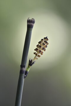 Water Horsetail (Equisetum fluviatile), strobilus, Emsland, Lower Saxony, Germany