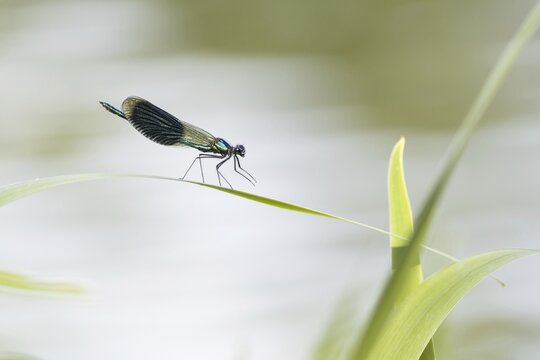 Banded demoiselle (calopteryx splendens) male, sitting on reed leaf, Hesse, Germany
