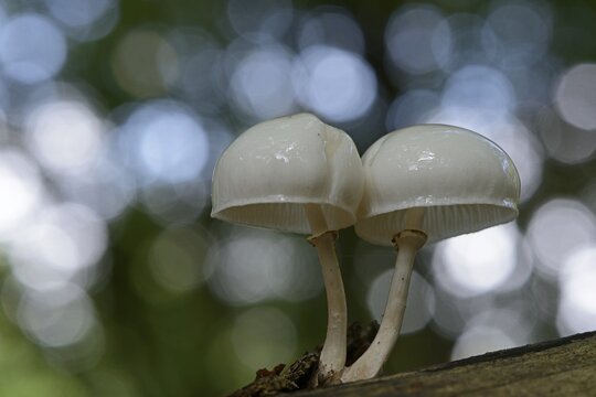 Porcelain Fungus (Oudemansiella mucida), Emsland, Lower Saxony, Germany