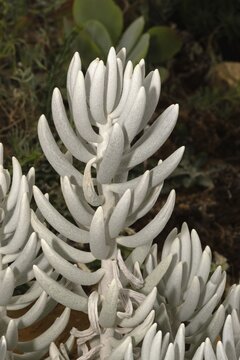 Senecio haworthii, succulent plant, leaves, Stellenbosch Botanic Garden, Western Cape, South Africa