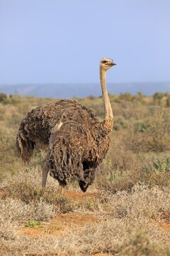 South African ostrich (Struthio camelus australis), adult female, Little Karoo, Western Cape, South Africa