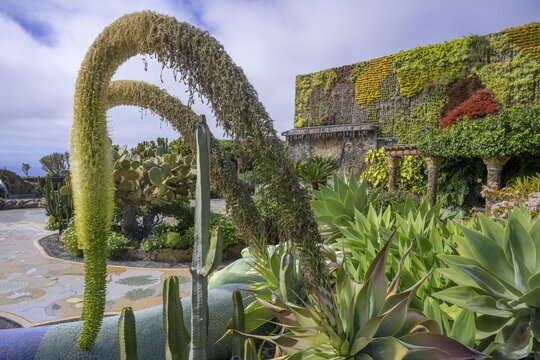 Flowering Dragon Tree Agave or lion's tail (Agave attenuata) in the Plaza de la Glorieta designed by Luis Morera, Las Manchas, Las Manchas, La Palma, Spain