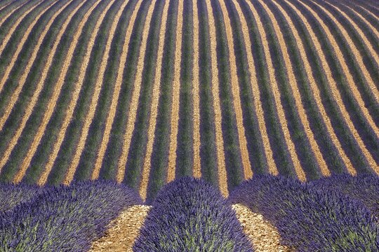 Wavy lavender field, flowering true lavender (Lavandula angustifolia), D56, between Valensole and Puimoisson, Plateau de Valensole, Provence, Provence-Alpes-Cote d Azur, South of France, France