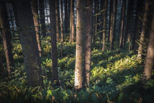 Forest, sun shines on tree trunks between ferns (Tracheophyta), Oregon, USA