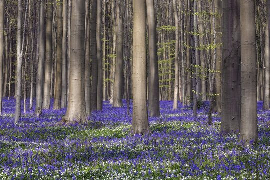 Bush anemone (Anemonoides nemorosa) and blue flowering bluebells (Hyacinthoides non-scripta) in the copper beech (Fagus sylvatica) forest, Hallerbos, near Halle, province of Flemish Brabant, Belgium