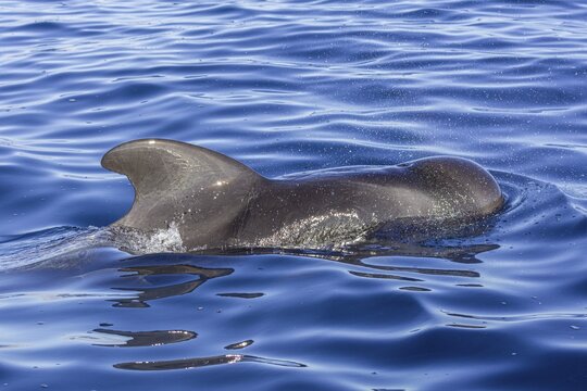 Long-finned pilot whale (Globicephala melas), Valle Gran Rey, La Gomera, Spain
