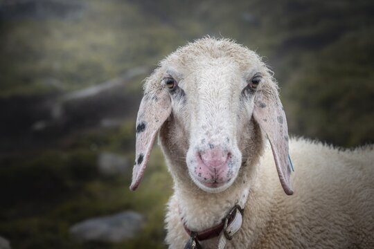 Domestic sheep, portrait, Berliner H&ouml;henweg, Zillertal, Tyrol, Austria