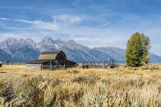 Historic old barn in front of the Teton Range, T.A. Moulton Barn, Mormon Row Historic District, Grand Teton National Park, Wyoming, USA