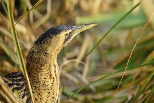 Eurasian bittern (Botaurus stellaris), animal portrait, Switzerland