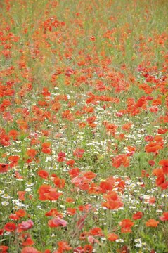 Corn Poppy (Papaver rhoeas) on a meadow near Baden, Austria, Europe