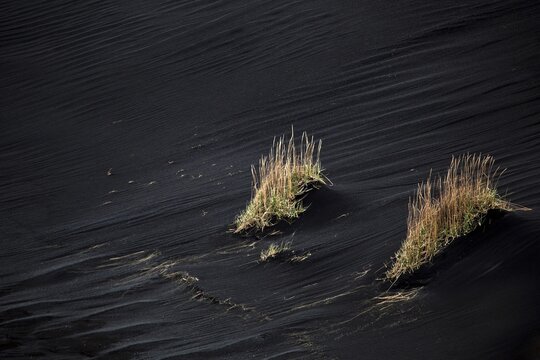 Sparse vegetation in lava sand in Nupsstadur or N&uacute;pssta&eth;ur, Southern Region, Iceland