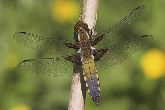 Broad-bodied Chaser or Broad-bodied Darter (Libellula depressa), colouring is yet to be completed, Hessen, Germany