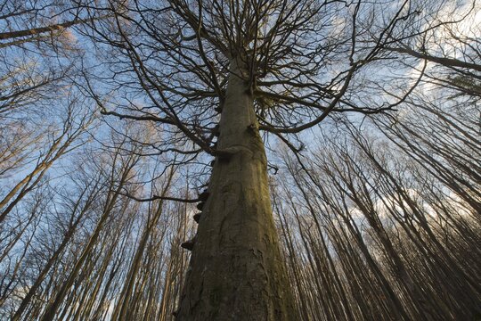 Beech forest, Common Beech trees (Fagus sylvatica), Jasmund National Park, R&uuml;gen, Mecklenburg-Western Pomerania, Germany