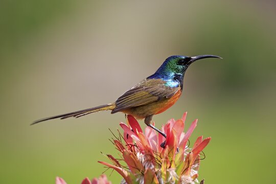 Golden-breasted nectar bird (Anthobaphes violacea), adult, on Protea flower, Harold Porter National Botanical, Betty's Bay, Western Cape, South Africa
