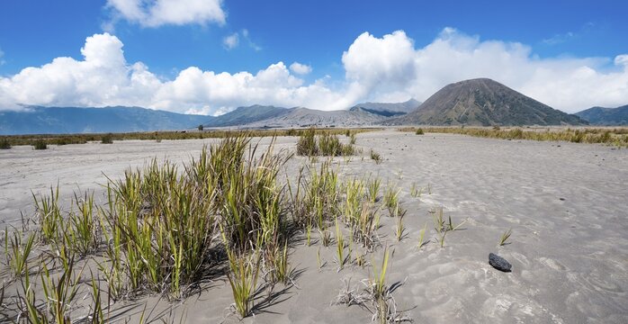 Grasses in the caldera, back smoking volcano Gunung Bromo, Mt. Batok, Mt. Kursi, Mt. Gunung Semeru, Tengger Caldera, National Park Bromo-Tengger-Semeru, Java, Indonesia
