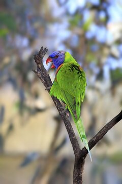 Rainbow Lorikeet (Trichoglossus haematodus), adult bird perched on a tree, South Australia, Australia
