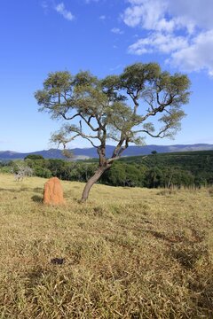 Tree and termite mound, Serra da Canastra landscape, Sao Roque das Minas, Minas Gerais state, Brazil