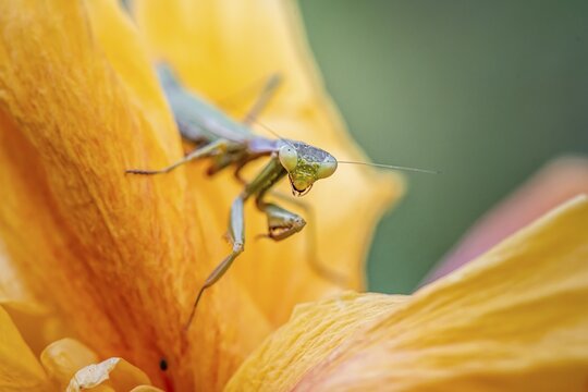 European mantis (mantis religiosa) on a flower, Paros, Aegean Sea, Greece