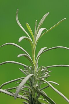 Lavender (Lavanda latifoglia), leaves, Ellerstadt, Germany