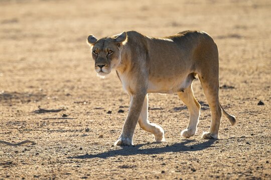 Lioness (Panthera leo), lateral full body view, Kgalagadi Transfrontier National Park, Northern Cape, South Africa