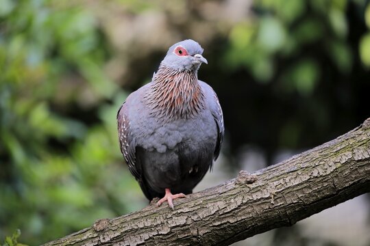 Speckled Pigeon (Columba guinea), , adult, on tree, Cape Town, South Africa