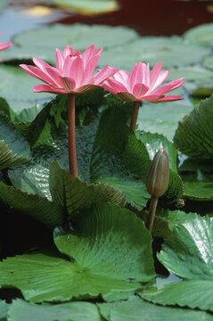 Water Lilies