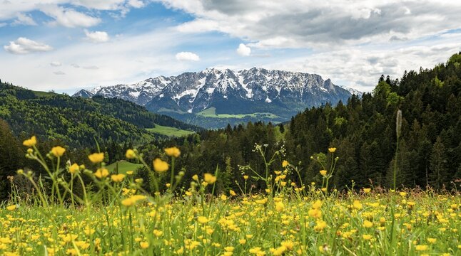 Yellow flower meadow in front of mountain panorama with mountain range Zahmer Kaiser, Buttercup (Ranunculus), Erl, Austria