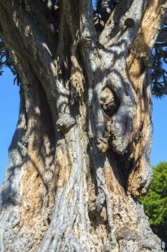 Millennial Dragon Tree (Dracaena draco), Icod de los Vinos, Tenerife, Canary Islands, Spain