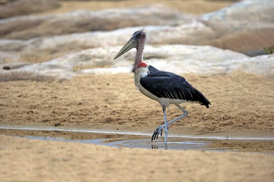 Marabou stork (Leptoptilos crumeniferus), adult, strides in water, Kruger National Park, South Africa