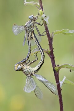 Mating wheel of two Western Clubtails (Gomphus pulchellus), North Hesse, Hesse, Germany
