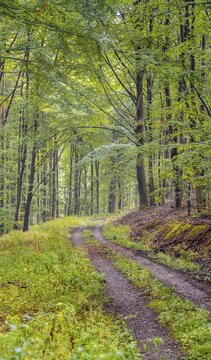 Forest path in the forest, Thuringia, Germany