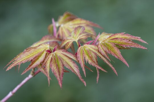 Japanese fan maple (Acer palmatum Sangu Kaku), budding, Emsland, Lower Saxony, Germany