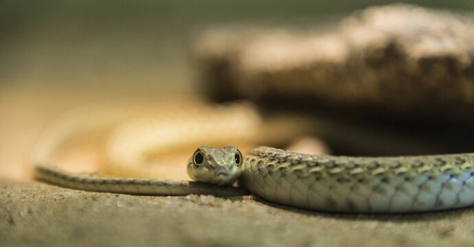 Namib Sand Snake (Psammophis namibensis), Living Desert Snake Park, Walvis Bay, Namibia