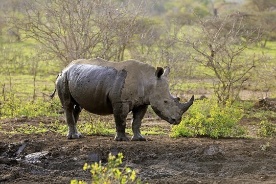 White rhinoceros (Ceratotherium simum), adult after mud bath, Hluhluwe-iMfolozi National Park, KwaZulu Natal, South Africa