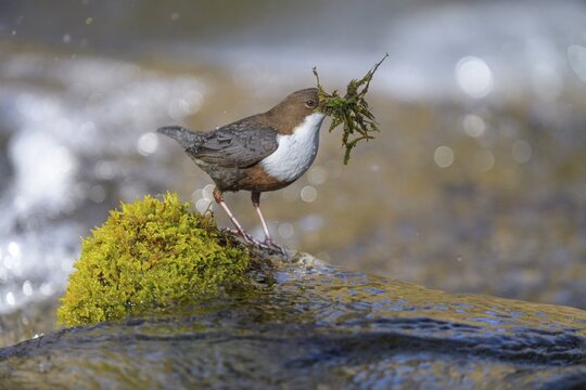 White-throated Dipper (Cinclus cinclus), on a mossy stone in the water with nesting material in its beak, Biosphere Reserve, Swabian Alb, Baden-W&uuml;rttemberg, Germany