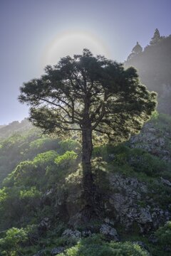 Canary island pine (Pinus canariensis) in the backlight, La Palma, Spain