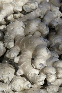 Ginger (Zingiber officinale)