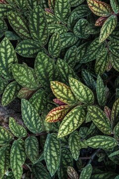 Green and purple patterned leaves, polka dot plant, dotted leaf (Hypoestes phyllostachya), Botanical Garden Berlin, Berlin, Germany