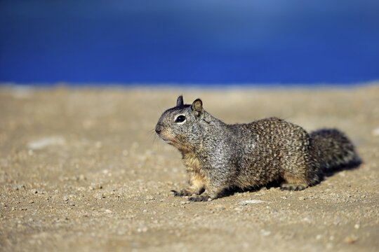 California ground squirrel (Citellus beecheyi), adult, vigilant, California, USA