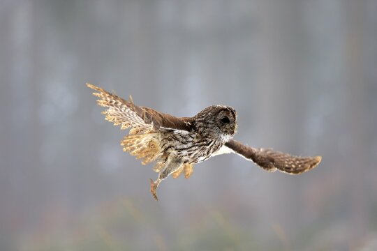 Tawny owl (Strix aluco), adult flying in winter, Zdarske Vrchy, Bohemian-Moravian Highlands, Czech Republic