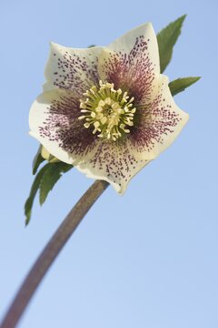 Hellebore (Helleborus orientalis hybrid), Emsland, Lower Saxony, Germany
