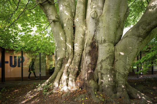 Multi-trunked old beech tree, Louisiana Museum of Modern Art, Humleb&aelig;k, Niv&aring; Bugt, Hovedstaden, &Oslash;resund coast, Denmark