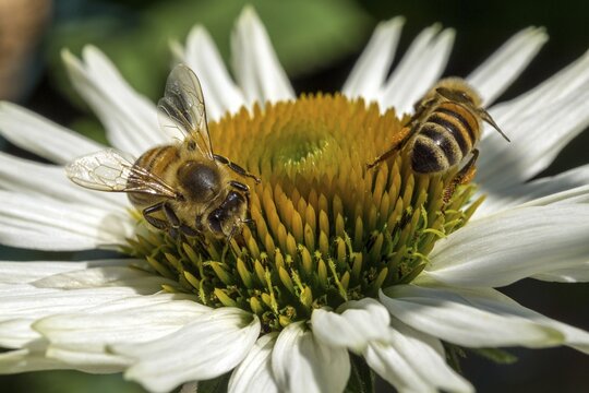 Honey bees (Apis mellifera) collecting nectar on white-flowered coneflower (Echinacea purpurea), Baden-W&uuml;rttemberg, Germany